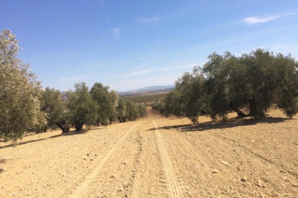 finca de olivar secano