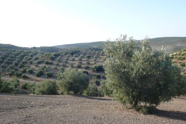 Finca de olivar secano